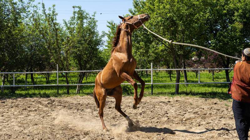 Image from: Turkmenistan's 'heavenly' Akhal-Teke horses celebrated in annual beauty pageants