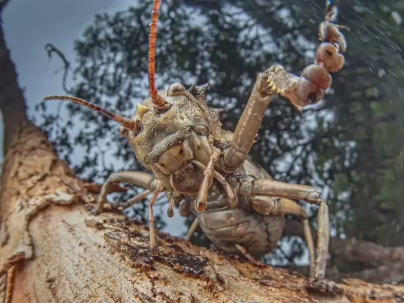Image from: Glowing Blue Spider Found Among Dozens of Unknown Species in an Uncharted Region of the World