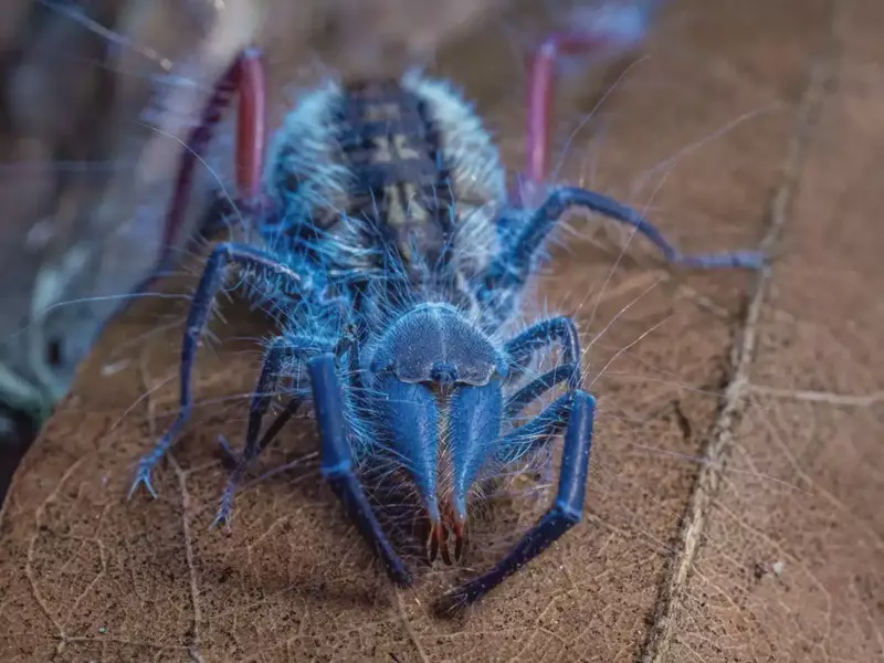 Image from: Glowing Blue Spider Found Among Dozens of Unknown Species in an Uncharted Region of the World