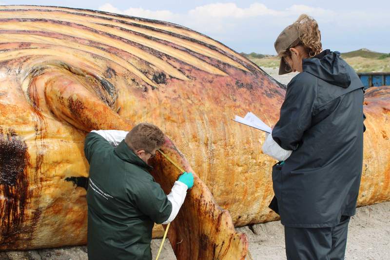 Image from: Beached whale 'Timmy' was female; cause of death still unknown