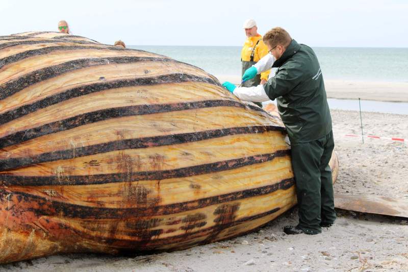 Image from: Beached whale 'Timmy' was female; cause of death still unknown