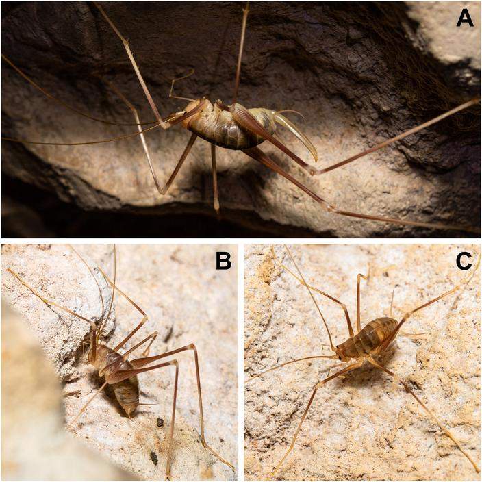 Image from: Scientists Discovered a Bizarre Insect Deep Inside a Greek Cave, and It Was Unlike Anything They Expected