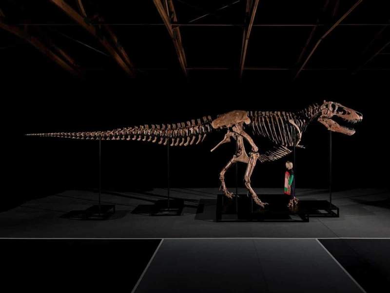 Image from: A Rancher Found Strange Bones on His Land, Years Later They Uncovered a 38-Foot T. rex Worth Up to $30 Million