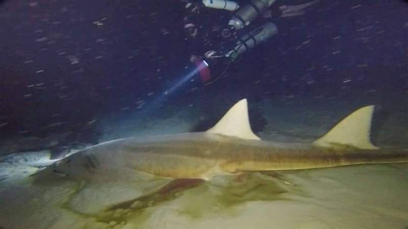 Image from: Divers Entered One of the Ocean’s Mysterious Blue Holes and Discovered Something Unexpected Deep Below the Surface