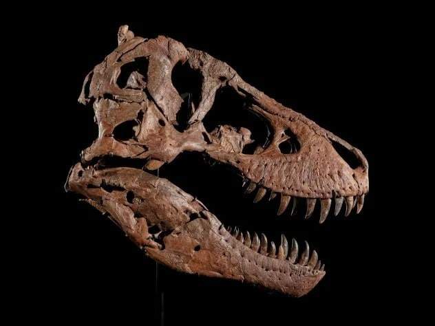 Image from: A Rancher Found Strange Bones on His Land, Years Later They Uncovered a 38-Foot T. rex Worth Up to $30 Million