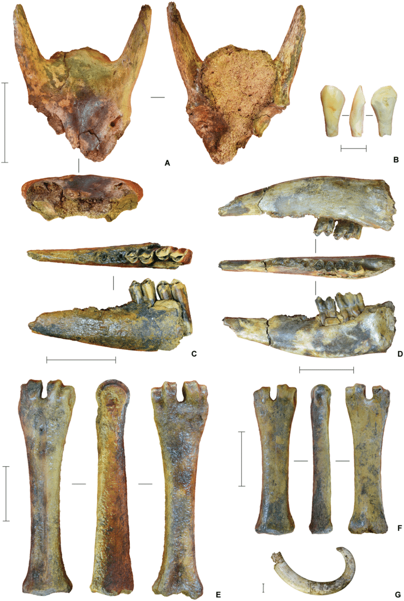 Image from: Scientists Discover Ancient Human-Like Species That Lived and Hunted in a Cave 200,000 Years Before Us