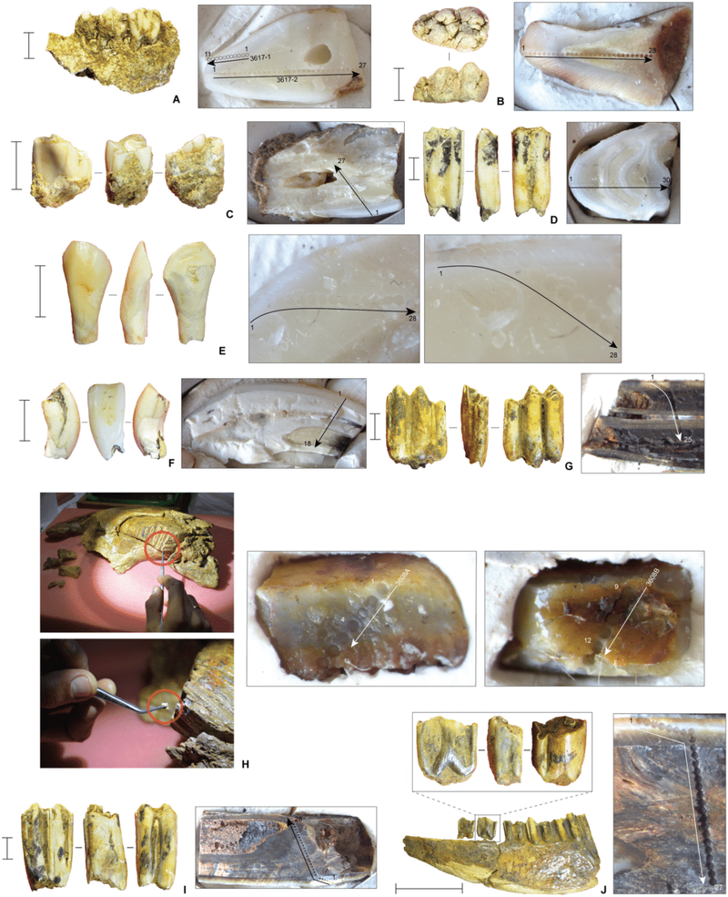 Image from: Scientists Discover Ancient Human-Like Species That Lived and Hunted in a Cave 200,000 Years Before Us