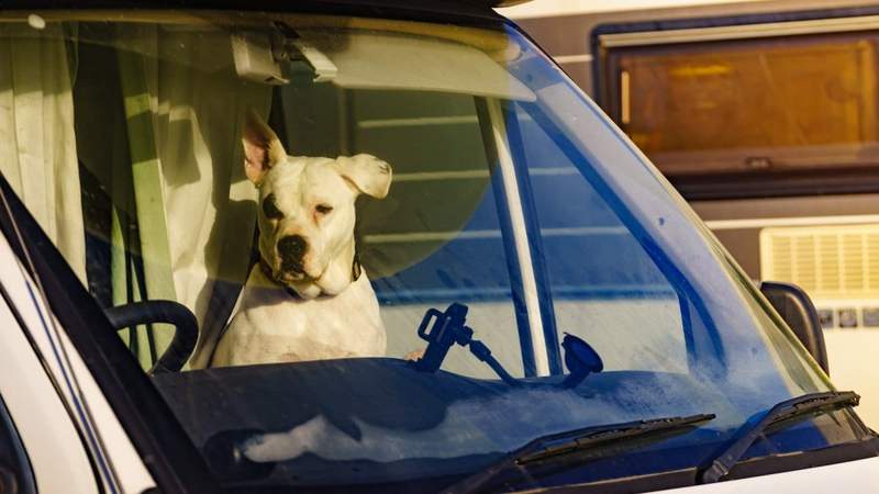 Image from: Dog fights for life in boiling campervan while his owner is nowhere to be found