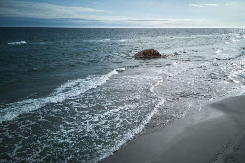 Image from: Bones of beached whale 'Timmy' headed for Copenhagen museum