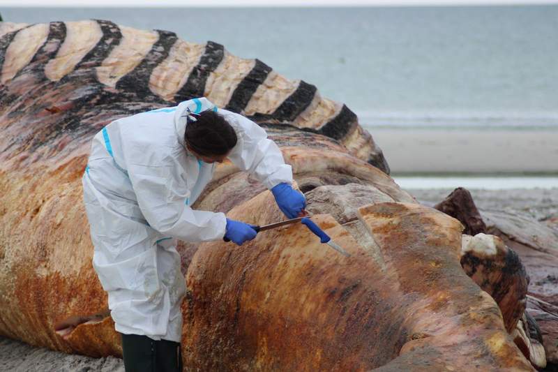 Image from: Bones of beached whale 'Timmy' headed for Copenhagen museum