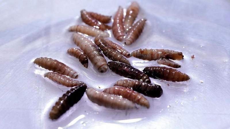 Image from: Flesh-eating parasite invasion triggers quarantines in multiple US counties amid outbreak fears