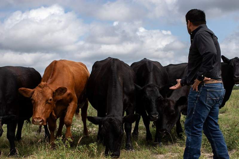 Image from: Flesh-eating parasite invasion triggers quarantines in multiple US counties amid outbreak fears
