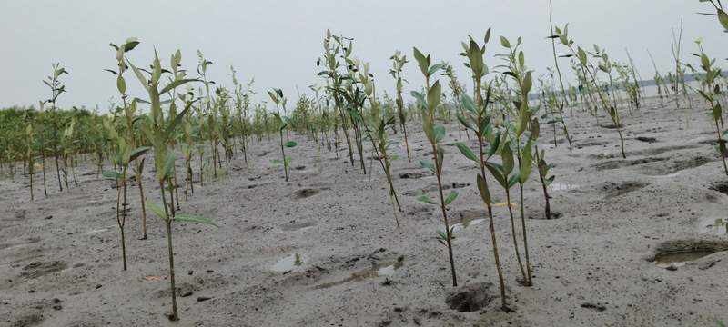Image from: 20,000 geo-tagged mangroves flourish in Sundarbans under Green India Challenge as tribute to KCR