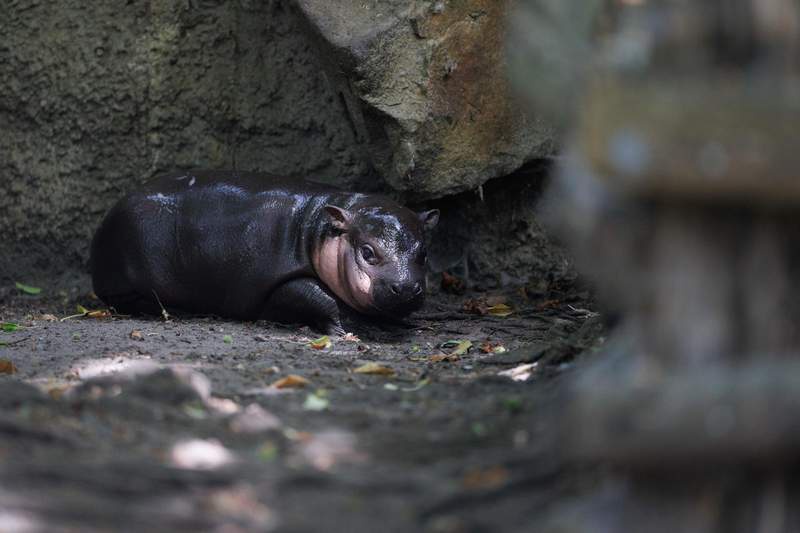 Image from: Berlin zoo's baby hippo named 'Brötchen' part of food-naming trend