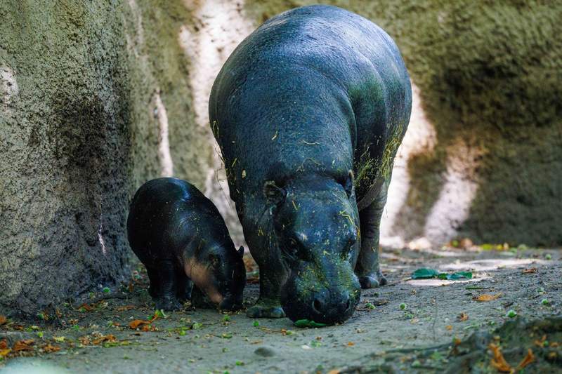 Image from: Berlin zoo's baby hippo named 'Brötchen' part of food-naming trend