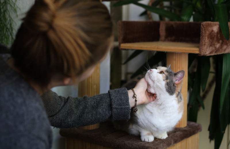 Image from: Online ‘misinformation’ could put pets at risk, warns vet charity
