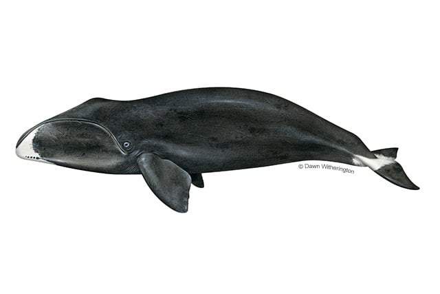 Image from: Scientists Found a 100-Year-Old Unexpected Object Inside a Whale, and the Discovery Helped Estimate Its Age
