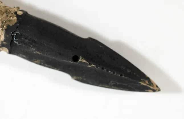 Image from: Scientists Found a 100-Year-Old Unexpected Object Inside a Whale, and the Discovery Helped Estimate Its Age