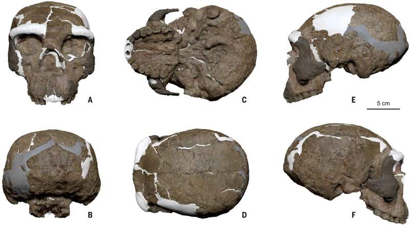 Image from: A Crushed 1-Million-Year-Old Skull Found in China Could Prove Humans Split Into Distinct Groups Far Earlier Than Expected