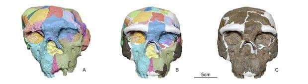 Image from: A Crushed 1-Million-Year-Old Skull Found in China Could Prove Humans Split Into Distinct Groups Far Earlier Than Expected