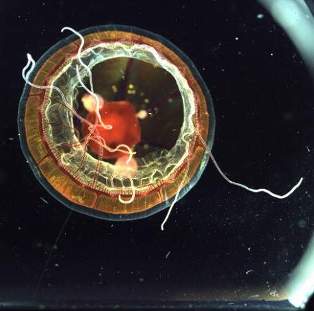 Image from: Divers Explored Earth’s Most Mysterious Ocean Habitat and Found 31 New Species Few Humans Have Ever Seen