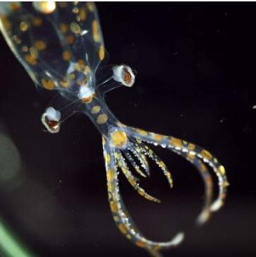 Image from: Divers Explored Earth’s Most Mysterious Ocean Habitat and Found 31 New Species Few Humans Have Ever Seen