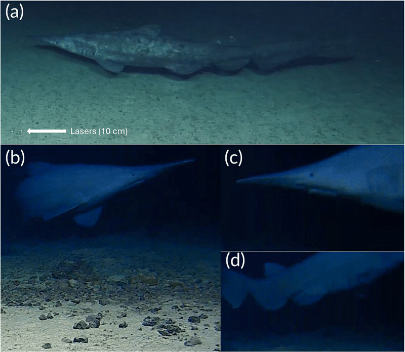 Image from: Scientists Captured Rare Footage of a “Living Fossil” Shark Nearly 700 Meters Deeper Than Ever Before in the Remote Waters of the Pacific