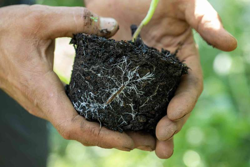 Image from: Fungal highways are vast, yet hidden underground – new study