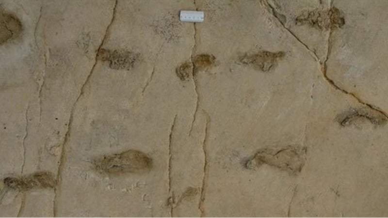 Image from: Researchers Found the Oldest Human-Like Footprints Ever Identified Hidden in Fossilized Beach Sediments