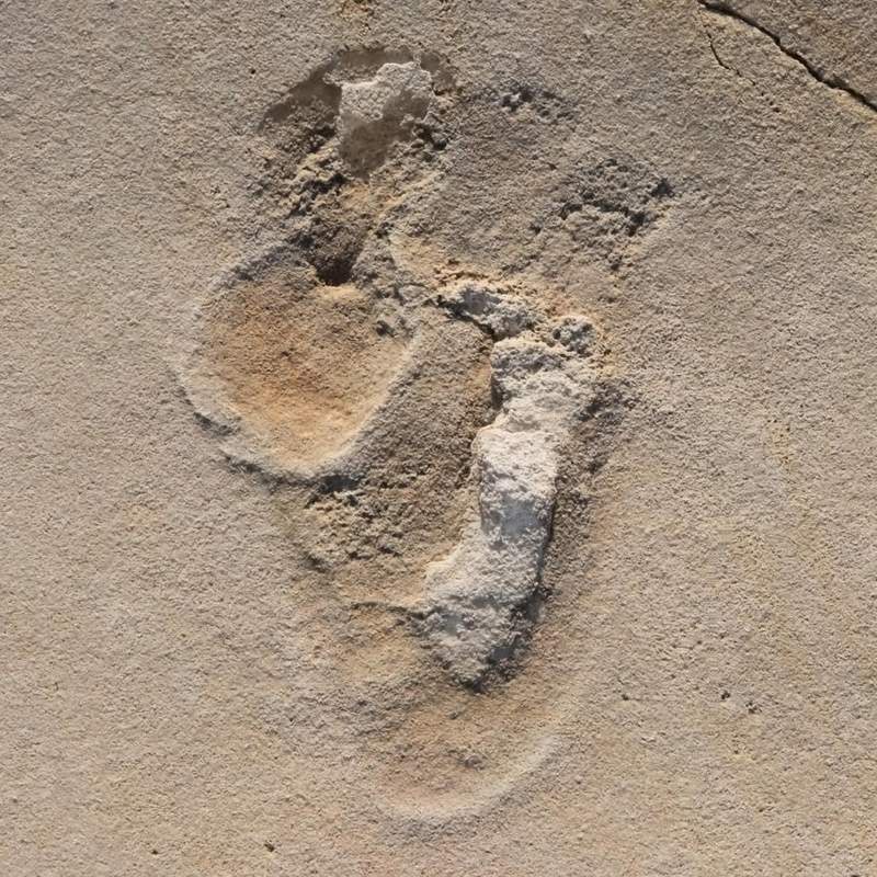 Image from: Researchers Found the Oldest Human-Like Footprints Ever Identified Hidden in Fossilized Beach Sediments