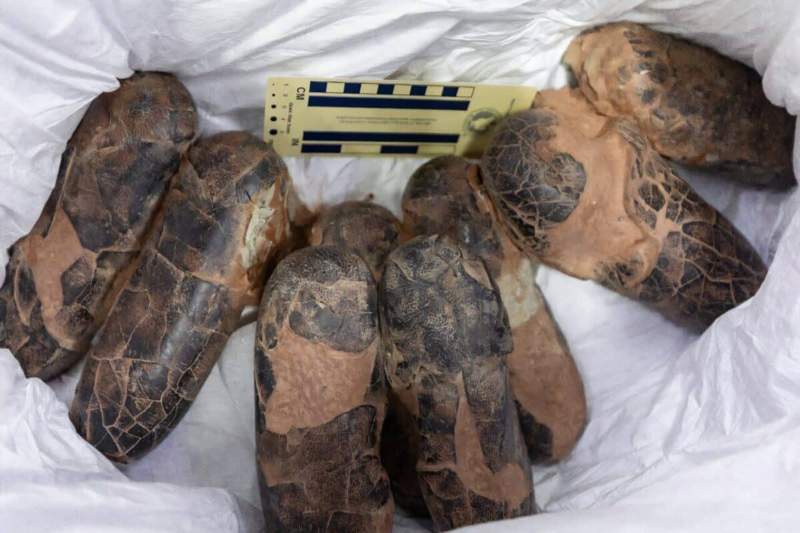 Image from: Stolen Nearly 20 Years Ago, the Fossils of This Giant Predator That Once Roamed Ancient Asia Have Finally Returned Home