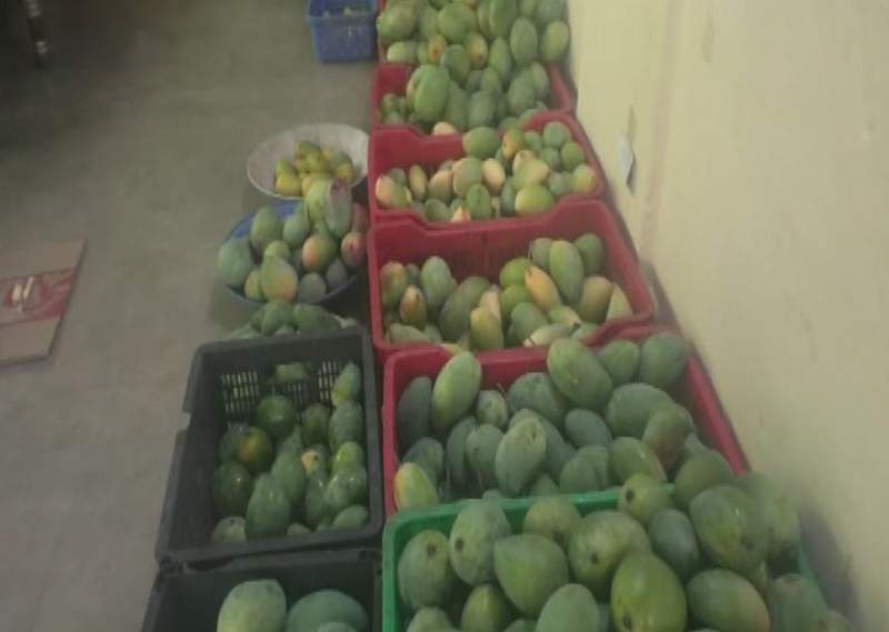 Image from: Meet the Noorjahan mango: Up to 5 kg in weight, Rs 3,000 in price per piece