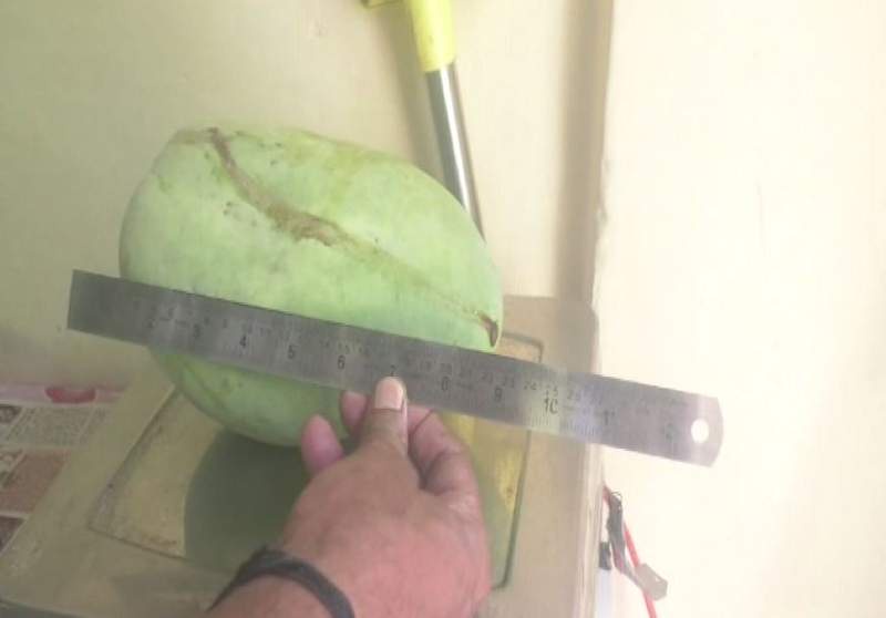 Image from: Meet the Noorjahan mango: Up to 5 kg in weight, Rs 3,000 in price per piece