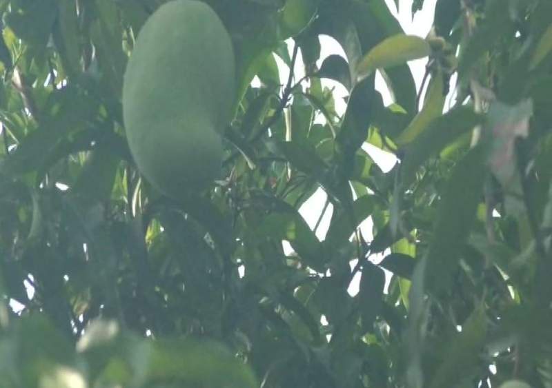 Image from: Meet the Noorjahan mango: Up to 5 kg in weight, Rs 3,000 in price per piece