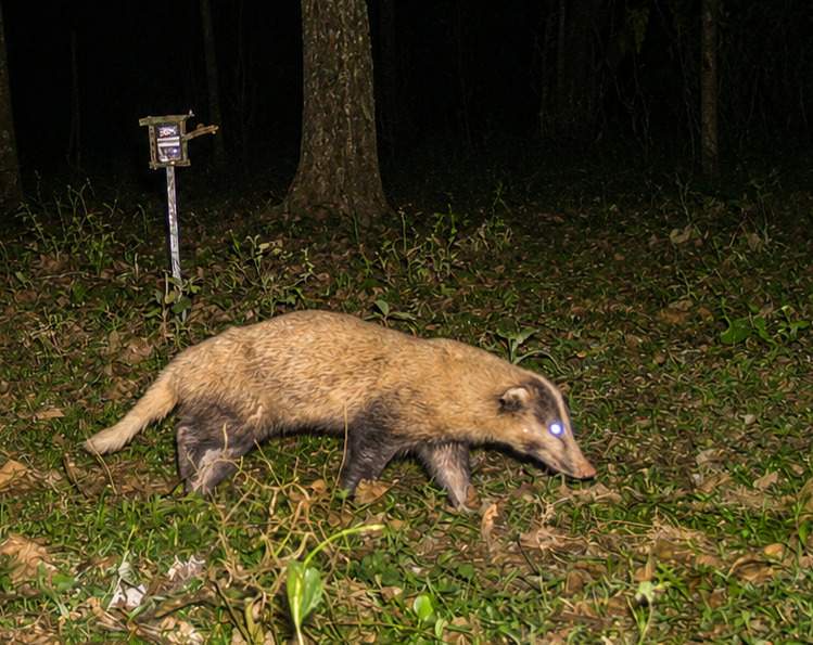 Image from: Kaziranga National Park records healthy population of vulnerable Greater Hog Badger in first scientific assessment