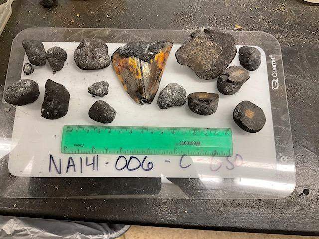 Image from: A Deep-Sea Robot Found a Megalodon Tooth 10,000 Feet Below the Pacific in a Place No One Had Ever Explored