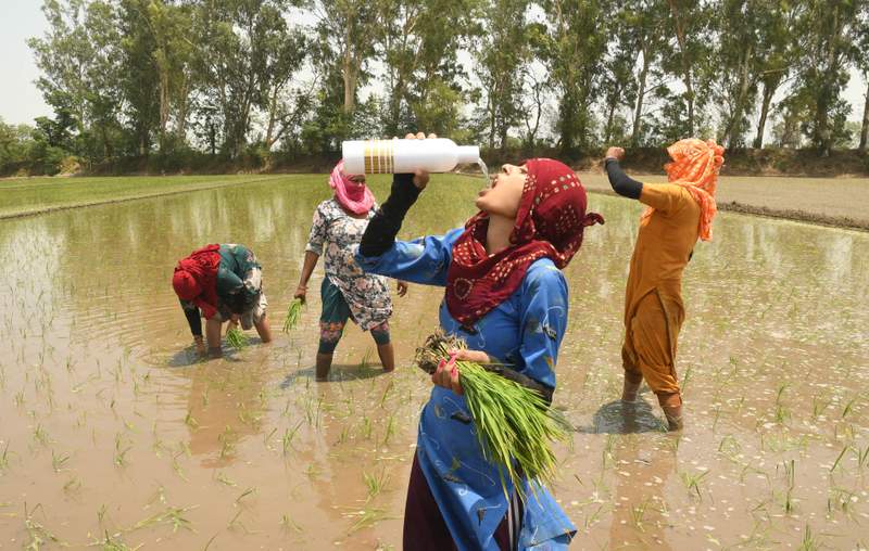 Image from: Paddy season begins