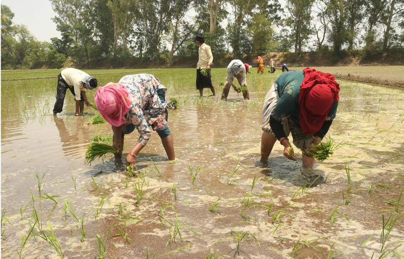 Image from: Paddy season begins