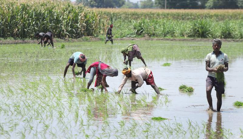 Image from: Paddy season begins