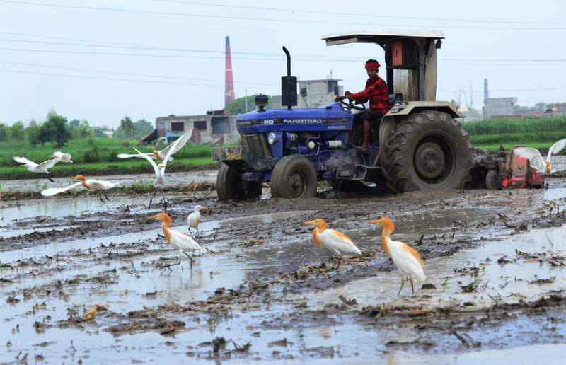 Image from: Paddy season begins
