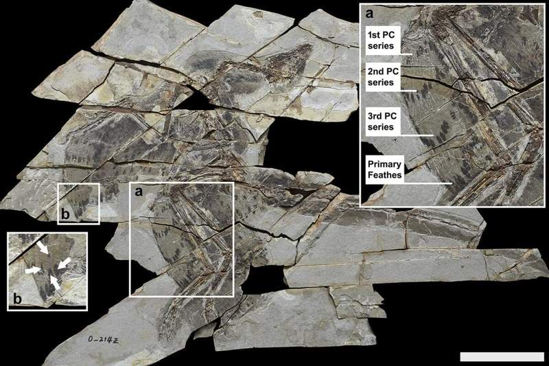 Image from: Exceptionally Well-Preserved 160-Million-Year-Old Fossil Feathers Reveal These Winged Dinosaurs Probably Couldn’t Fly