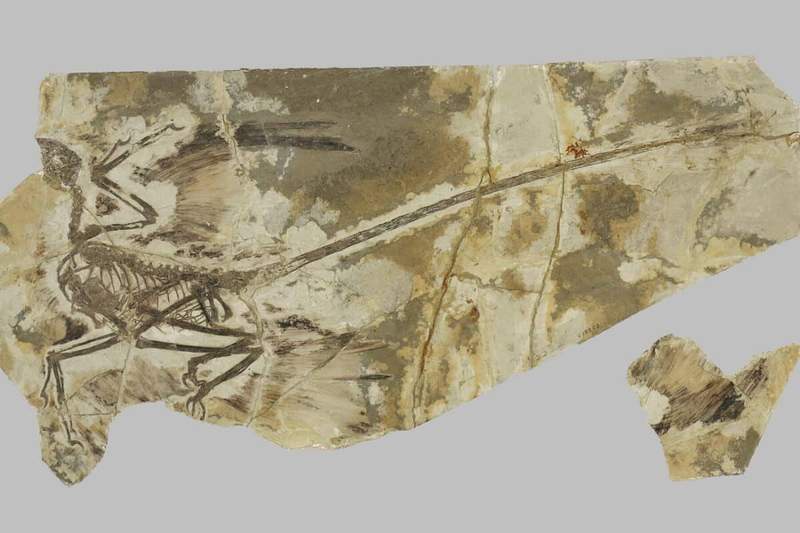 Image from: Exceptionally Well-Preserved 160-Million-Year-Old Fossil Feathers Reveal These Winged Dinosaurs Probably Couldn’t Fly