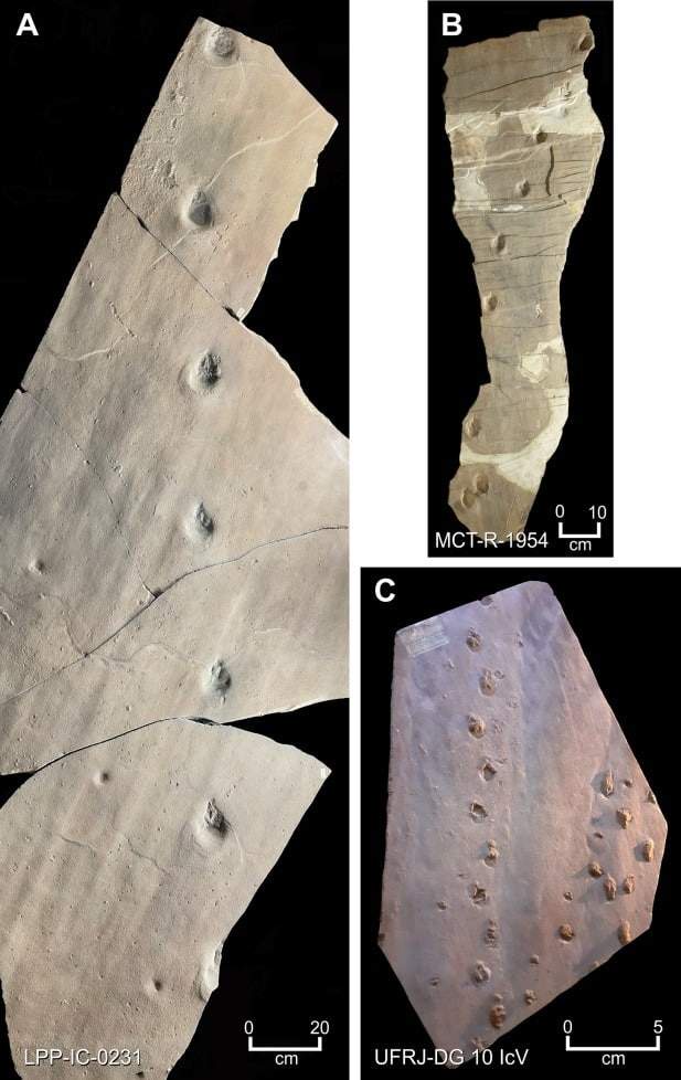 Image from: Hidden in Brazil’s Ancient Sands, 135-Million-Year-Old Footprints Reveal a New Dinosaur Species With No Known Skeleton