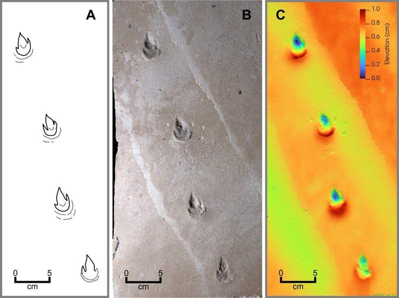 Image from: Hidden in Brazil’s Ancient Sands, 135-Million-Year-Old Footprints Reveal a New Dinosaur Species With No Known Skeleton