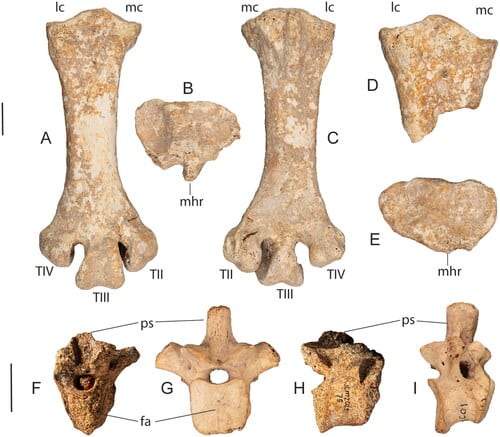Image from: Scientists Uncover 16 Fossil Species Preserved in an Isolated Cave Hidden in New Zealand’s Forest