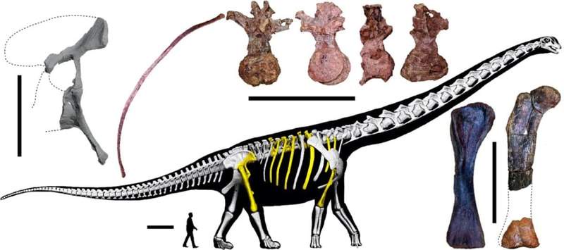 Image from: Scientists Uncover Fossils Near a Public Pond Revealing a 30-Ton Giant Dinosaur That Once Dominated Ancient Thailand
