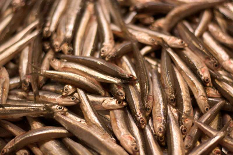 Image from: A ‘super’ El Niño has the power to devastate fishing – and leave seals and sea lions starving