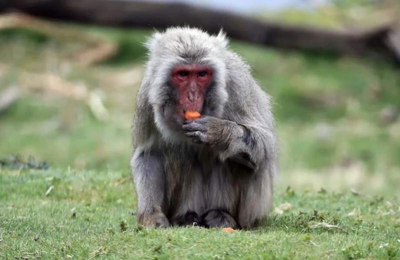 Image from: Woman trades foster daughter for monkey as they 'weren't getting along'