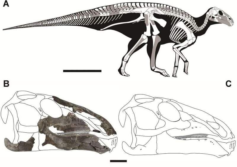 Image from: A Forgotten Dinosaur Has Just Reappeared From Fragments Of Bones On An Ancient Romanian Island