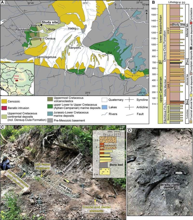 Image from: A Forgotten Dinosaur Has Just Reappeared From Fragments Of Bones On An Ancient Romanian Island